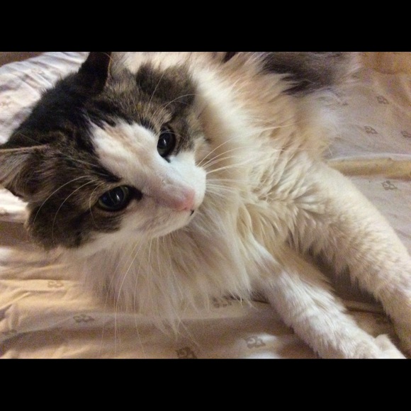 Meet your Posher, Victoria - Picture 2 of 14